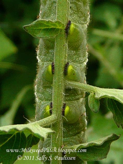 The Milkweed Patch: Carolina Sphinx Moth Caterpillar