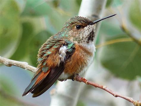 Rufous Hummingbird - eBird