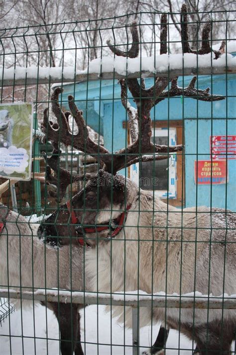 Russia, Novosibirsk, Reindeer Animals in the Zoo Aviary Behind Bars in ...