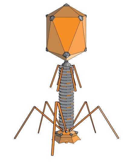 Bacteriophage - Simple English Wikipedia, the free encyclopedia