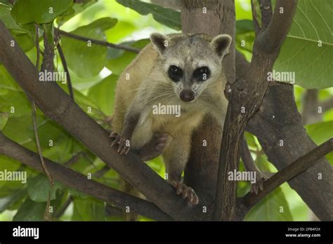 Crab-eating raccoon, Crab raccoons, Small bears, Predators, Mammals ...