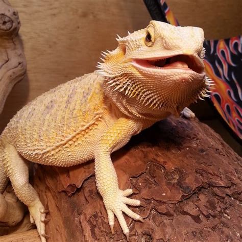 How To Breed Bearded Dragons: Guides For A Beginner - Timeline Pets