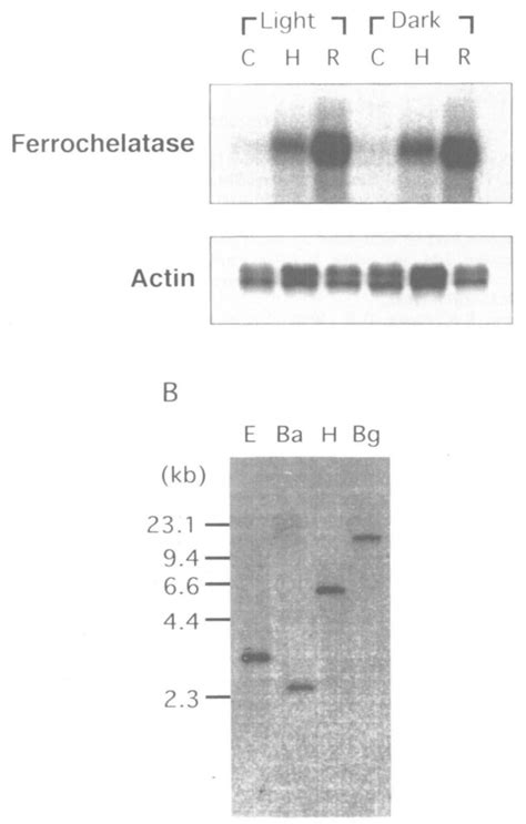 Northern and Southern blot analyses of the ferrochelatase gene in... | Download Scientific Diagram