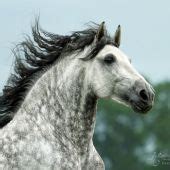 Andalusian. Photo by Katarzyna Okrzesik. Beautiful Things, Cute Ponies, Andalusian Horse, Love ...