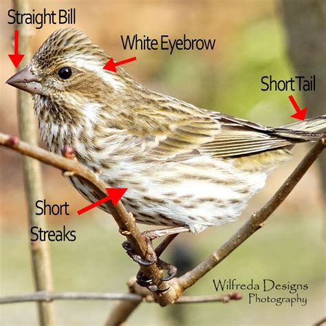 How to tell a purple finch and house inch apart Merlin Bird Id, How To Know, How To Find Out ...