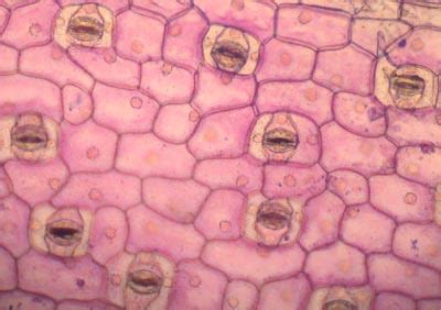 Plant Tissues | Biology 343 – Plants and People