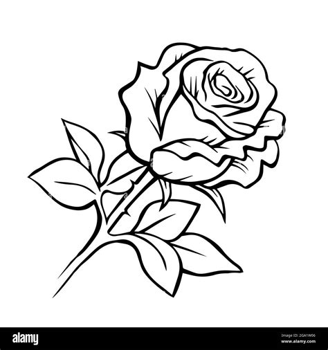 White Rose Outline With Black Background