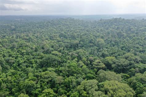 Nigeria Plans to Increase Forest Cover to 25% of Landmass - Bloomberg