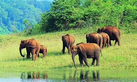 Kerala Wildlife Tour | Best Wildlife Tours in Kerala