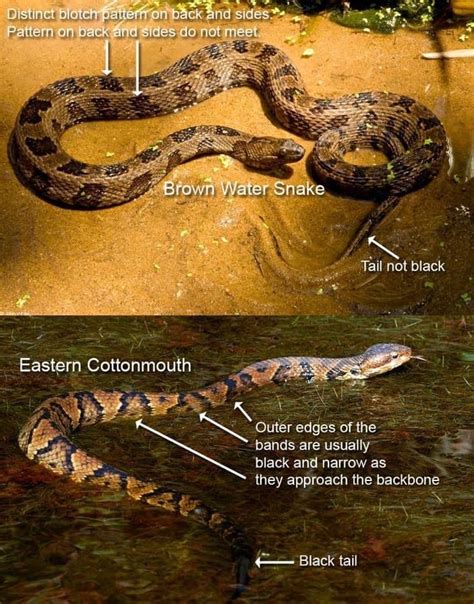 Pin on SNAKES | Brown water snake, Reptiles and amphibians, Snake