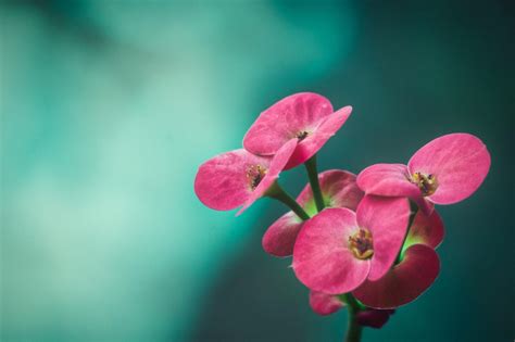 Flower Photography - Creative Flower Photography Flowers Emerging From The Dark Youtube ...