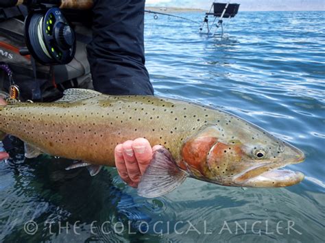 The Ecological Angler - Pyramid Lake Lahontan Cutthroat Trout