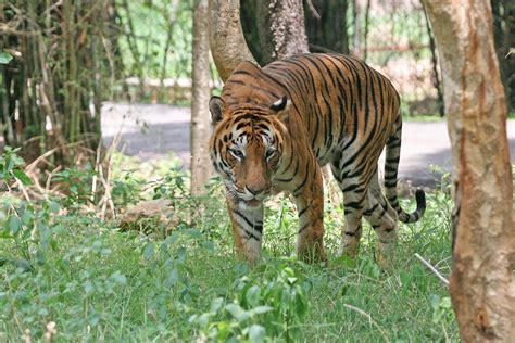 File:Bengal Tiger in Bangalore.jpg - Wikipedia, the free encyclopedia