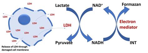 LDH Cytotoxicity Assay | Cell membrane, Membrane, Electrons