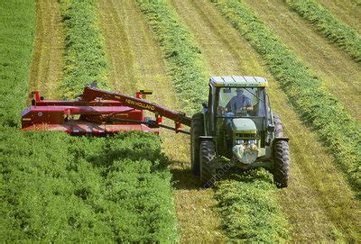 Harvesting alfalfa - Stock Image - E770/1823 - Science Photo Library