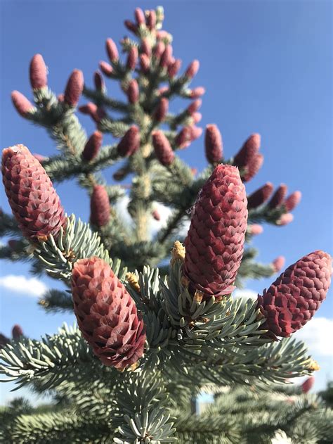 HD wallpaper: spruce, tree, cones, conifer, evergreen tree, plant, nature | Wallpaper Flare