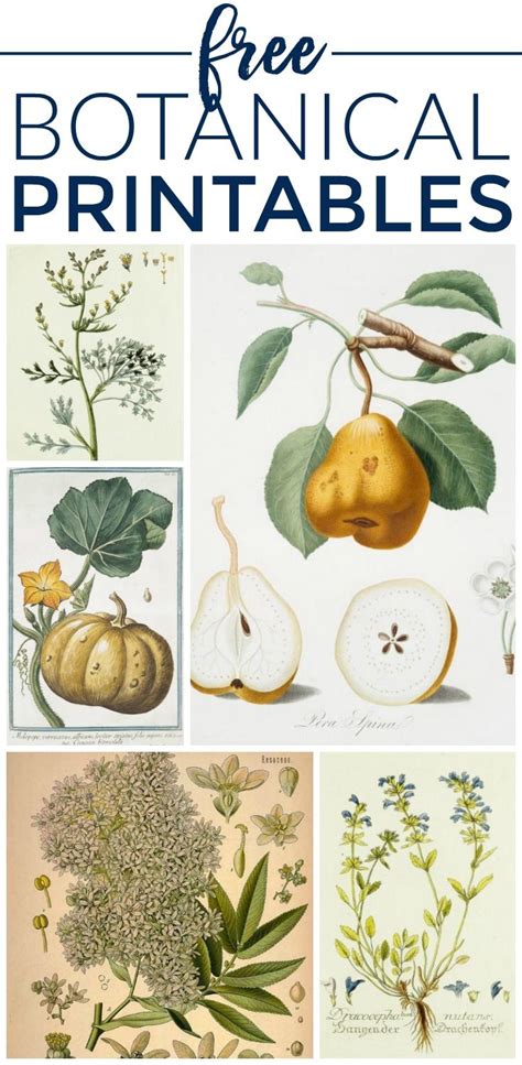 Printable Botanical Prints