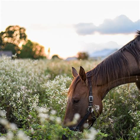 Find a Mini Horse Farm Near Me - HorseKY