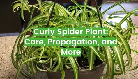 Curly Spider Plant: Care, Propagation, and More - FlowersProfy