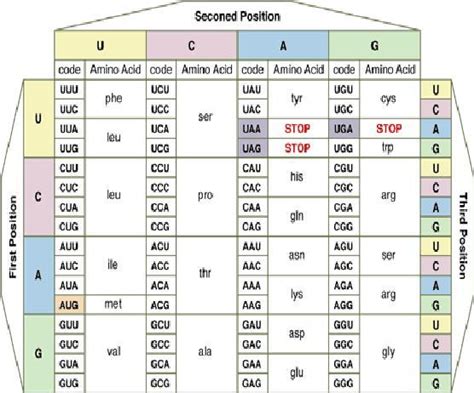 Which amino acid chain will be formed by the codons shown below GGA AAG UGU - brainly.com