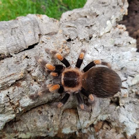 ♂️ Brachypelma Hamorii male – Fatbob's Exotics