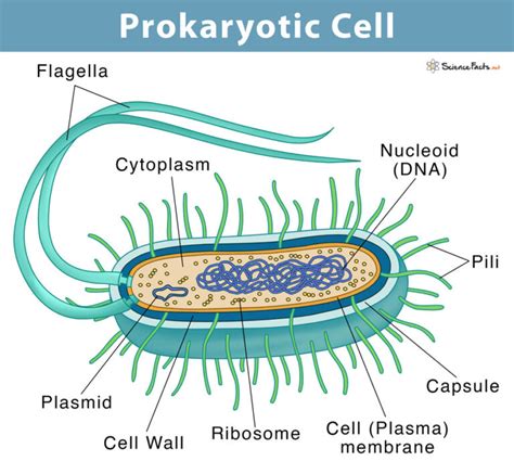 Prokaryotic Cell: Definition, Examples, & Structure