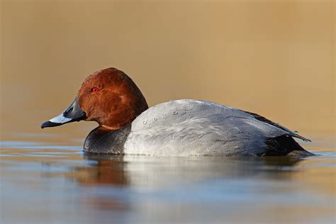 pochard | JuzaPhoto