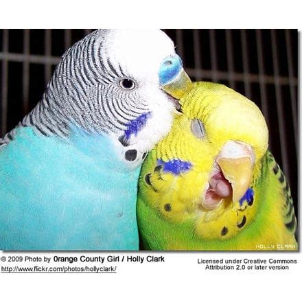 Budgerigars: Breeding / Nesting in the Wild and Captivity