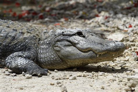 Alligator Filmed Swimming in the Ocean Off Florida Beach in Rare ...