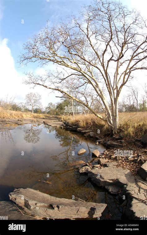 Deciduous dry forest landscape national panna park tourism india pradesh hi-res stock ...