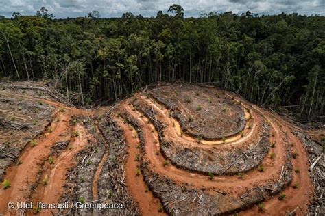 Olio di palma, video di Greenpeace testimonia la deforestazione continua