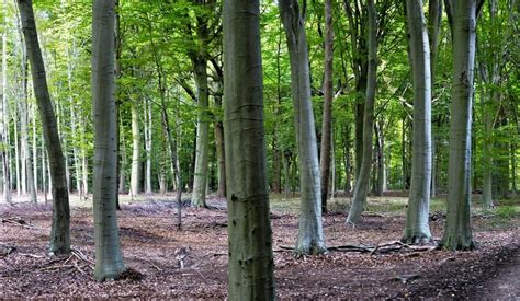 Climate change affects Europe's beech forests - Techzle