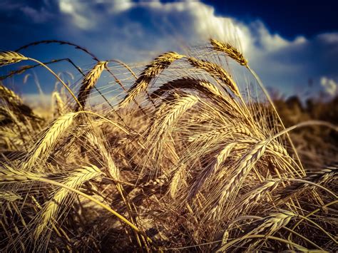 Row of Brown Wheat · Free Stock Photo