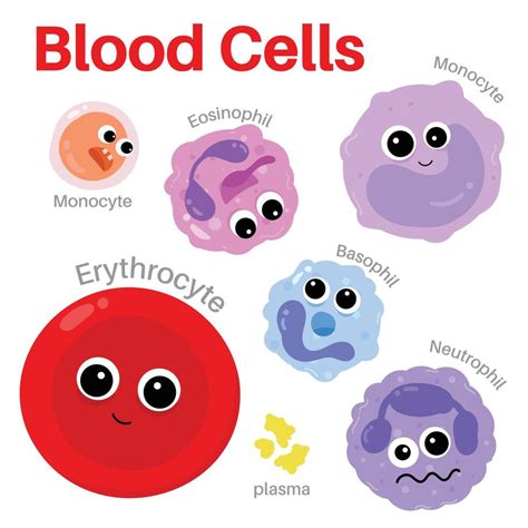 Human Body Cells For Kids