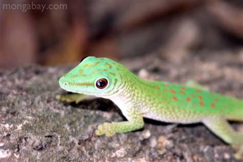 Rainforest reptiles: Phelsuma madagascariensis kochi day gecko