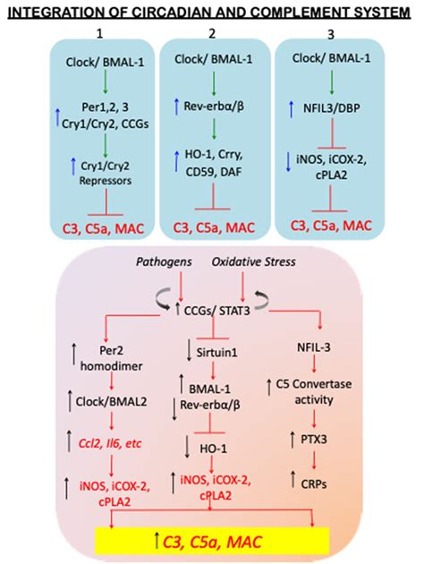 Figure 2 from Circadian Clock and Complement Immune System—Complementary Control of Physiology ...