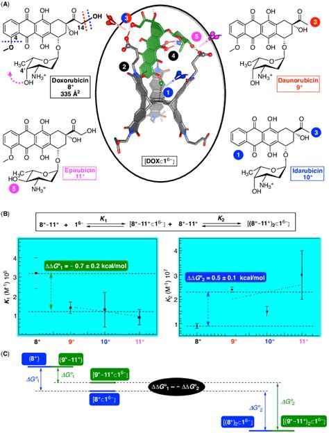 (A) Chemical structures of anthracyclines 8 + -11 + with... | Download Scientific Diagram