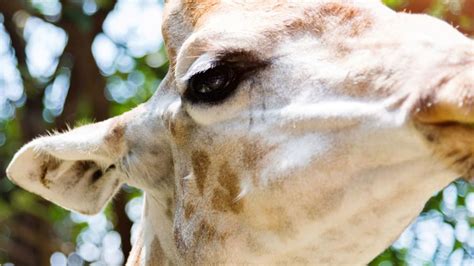 Rare Video Captures a White Giraffe and Her Baby in the Wild | Mental Floss