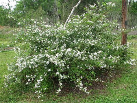 Wild Blackberry Bushes