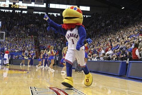 NCAA mascots in action | Mascot, Kansas jayhawks, Rock chalk jayhawk