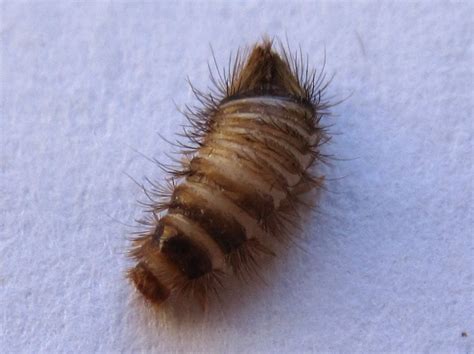 Carpet Beetle Larva: Can it be Related to Asthma flare??? - What's That Bug?