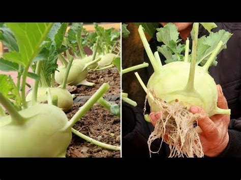 TEO Garden - YouTube | Kohlrabi, Growing, Beginners