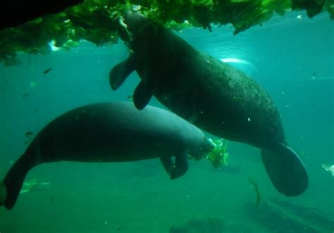 Amazonian Manatee Diet - rutorvancouver