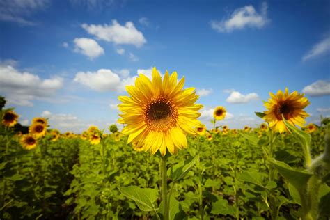 Wall Mural Photo Wallpaper Summer Sunflowers