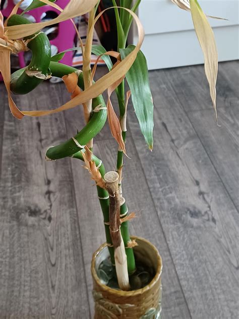 Should i remove the dead bamboo? : r/plantclinic