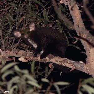 Greater Glider - Facts, Diet, Habitat & Pictures on Animalia.bio