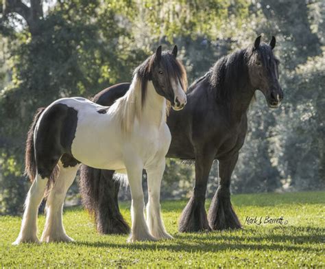 America’s First Gypsy Vanner Horses - Gypsy Gold Horse Farm