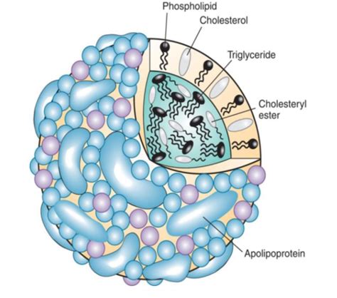 Unit 15: Lipids & Lipoproteins Flashcards | Quizlet