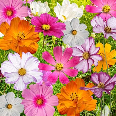 Image result for cosmos flower | Cosmos flowers, Flower seeds, Deer resistant plants