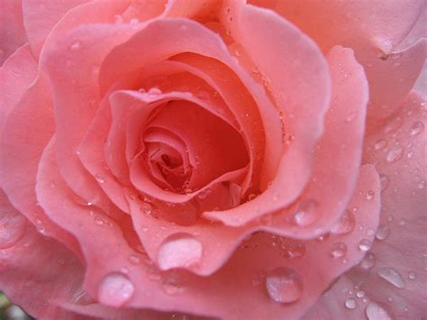 Raindrops On Roses And..... Photograph by Kathy Roncarati